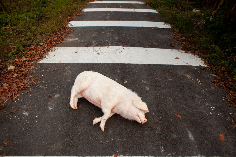 Pig at the Crossing
